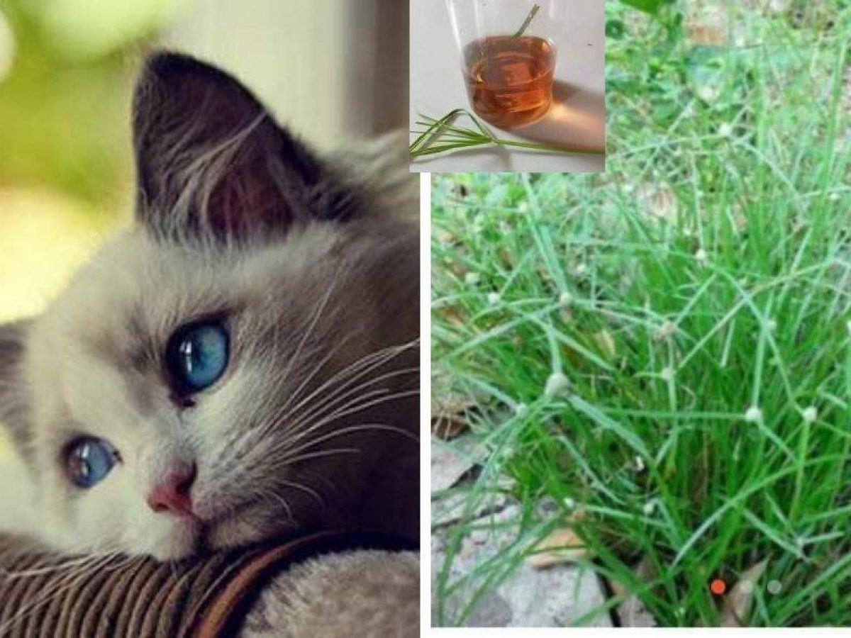 Pencinta Kucing, Carilah Rumput Pendul Kalau Bulus Sakit! Air 