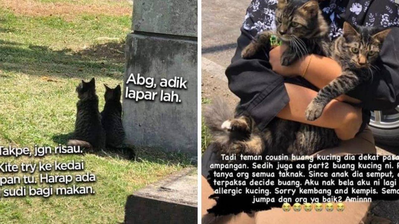 Buang Kucing Di Pasar Hukuman Penjara 3 Tahun Denda Sehingga Rm100 000 Menanti Pemilik Remaja