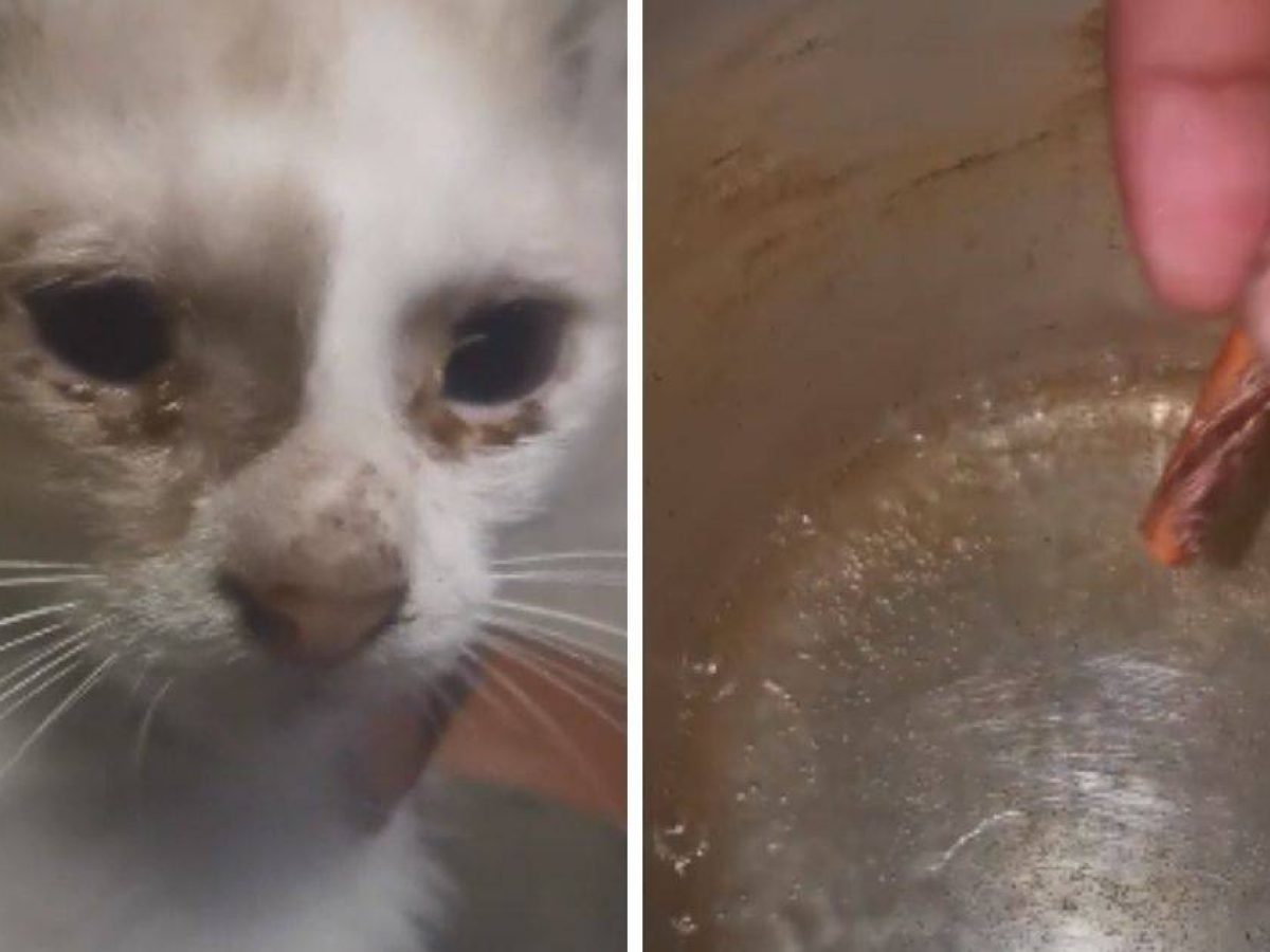 Cara Mudah Rawat Kucing Sakit Mata Guna Kayu Manis Lelaki Ini Ajar Ikut Petua Orang Dulu Dulu Remaja